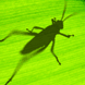 Grasshopper